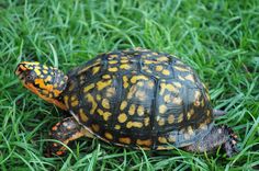 a close up of a turtle in the grass with yellow spots on it's shell