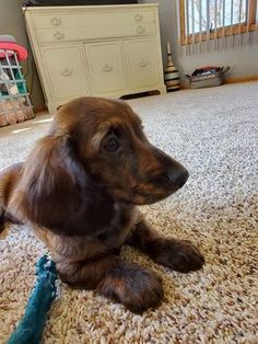 a small brown dog laying on top of a carpet next to a dresser and window