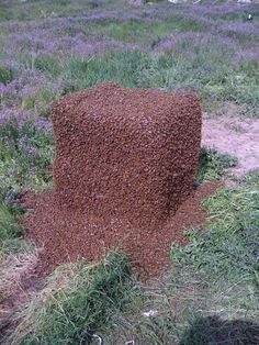 a large piece of grass sitting in the middle of a field next to purple flowers