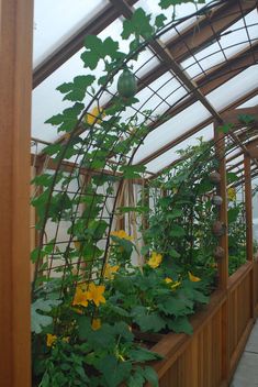 the inside of a greenhouse filled with lots of plants