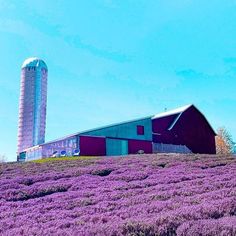 a barn and silo on a hill covered in purple flowers