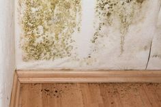 moldy walls and wood floors in an apartment