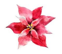 a watercolor painting of a red poinsettia flower on a white background