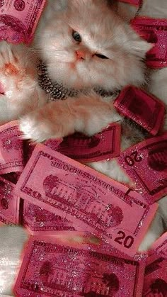 a white cat laying on top of pink money