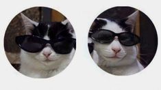 two cats with sunglasses on their heads