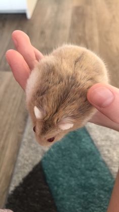 a small kitten is being held in someone's hand while they are looking at the camera