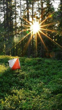 an orange and white tent sitting in the middle of a forest