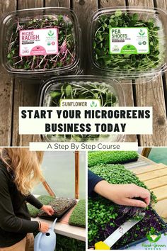 how to start your microgreens business today - step by step guide for beginners