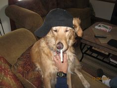 a dog sitting on a couch wearing a hat and chewing something in it's mouth