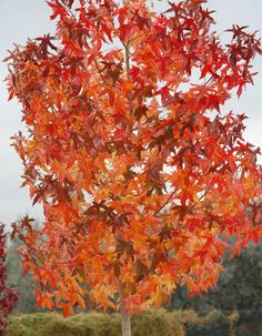 a tree with red leaves on it in the middle of some grass and trees behind it