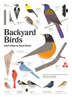 an illustrated poster with birds on it's sides and the words backyard birds written below