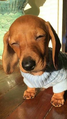 a small brown dachshund puppy wearing a sweater