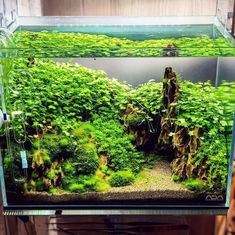 an aquarium filled with lots of green plants