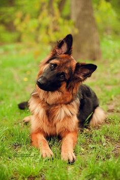 a brown and black dog laying in the grass