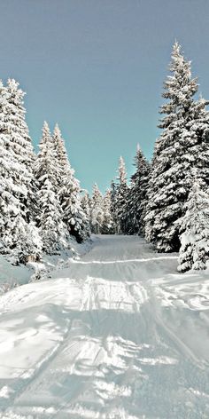 a snow covered road surrounded by pine trees