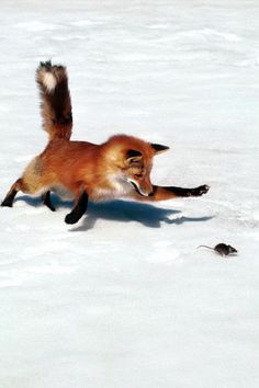 a red fox running in the snow with it's front paws on its back