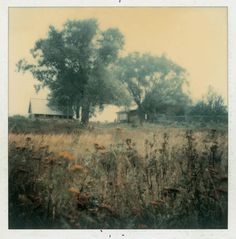 an old photo of a field with flowers and trees