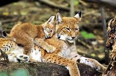 two young lynx cubs are sitting on a log