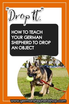 a german shepherd dog with a ball in its mouth and the caption drop it how to teach your german shepherd to drop an object