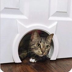 a cat peeks out from behind a white dog door on a wood floor in front of a wooden door