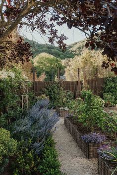 an outdoor garden with lots of plants and trees