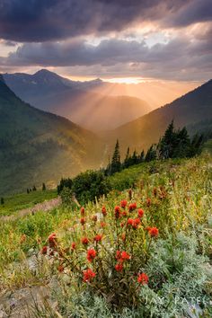 the sun shines through the clouds over mountains and wildflowers in the foreground