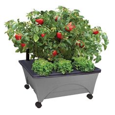 a planter filled with lots of green and red flowers on top of a white background