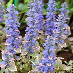 purple flowers are blooming in the garden