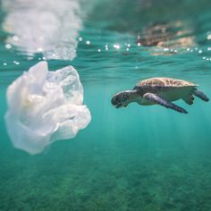 a turtle swims past a plastic bag floating in the water near a jellyfish