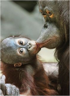 a baby oranguel is being kissed by an adult