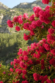 red flowers blooming on the side of a mountain