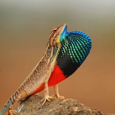 a colorful lizard sitting on top of a rock