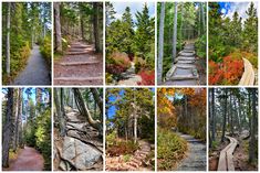 many different pictures of the same path in the woods and on the other side there are steps that lead up to them