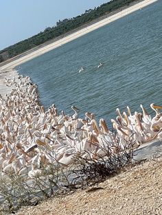 a flock of birds standing on top of a beach next to the ocean with trees in the background