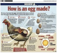 an egg is shown in the diagram above it's eggs and what they are labeled