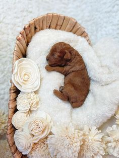 a brown puppy sleeping in a basket with white flowers