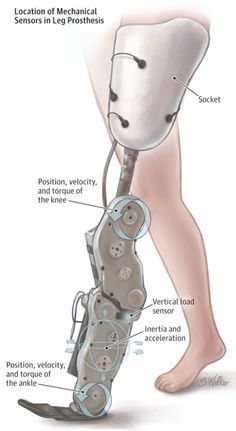 an image of the anatomy of a foot