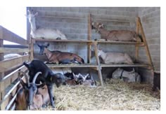 goats and sheep in a barn with hay