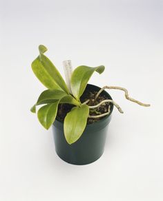 a small green potted plant on a white surface with no leaves or flowers in it