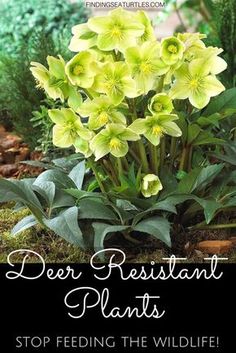 yellow flowers with the words deer resistant plants stop feeding the wildlife