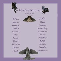 the names of different types of birds and moths