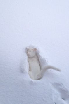 a white cat is poking its head out of the snow