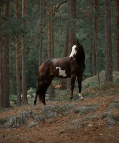 a brown and white horse standing in the woods