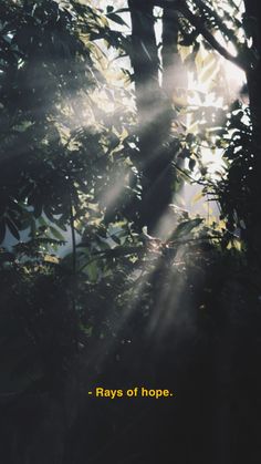 rays of hope shining through the leaves of a tree