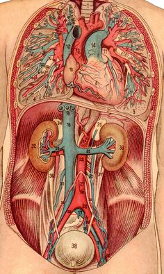 an illustration of the human body with organs and blood vessels in it's chest