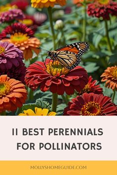 colorful flowers and butterflies with the words 11 best perennials for pollinators on it