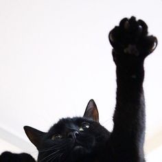 a black cat raising its paw up in the air with it's front paws raised