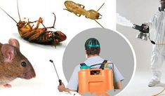 There isn't anything very as upsetting as strolling into your kitchen in the night to see a cockroach sliding over the floor, or opening your carport to discover a multitude of mating termites. In any case, you can for the most part keep away from such a situation by finding Pest Control Services to perform… Ant Control, Diy Pest Control, Rodent Control, Best Pest Control, Flea Prevention, Bug Control, Termite Control, Pest Management, Insect Control