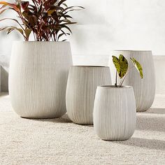 three white vases with plants in them sitting on the floor next to each other