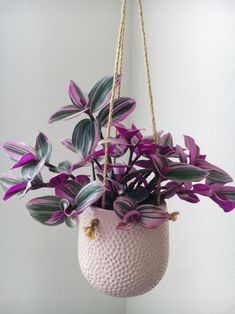 a potted plant hanging from a rope with purple and green leaves on it's side